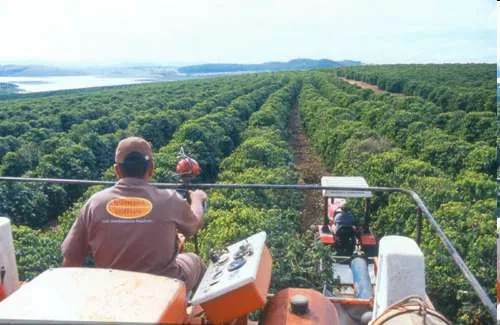 Kaffeeplantage im brasilianischen Hochland